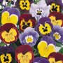 Viola wittrockiana Zwitserse Reuzen